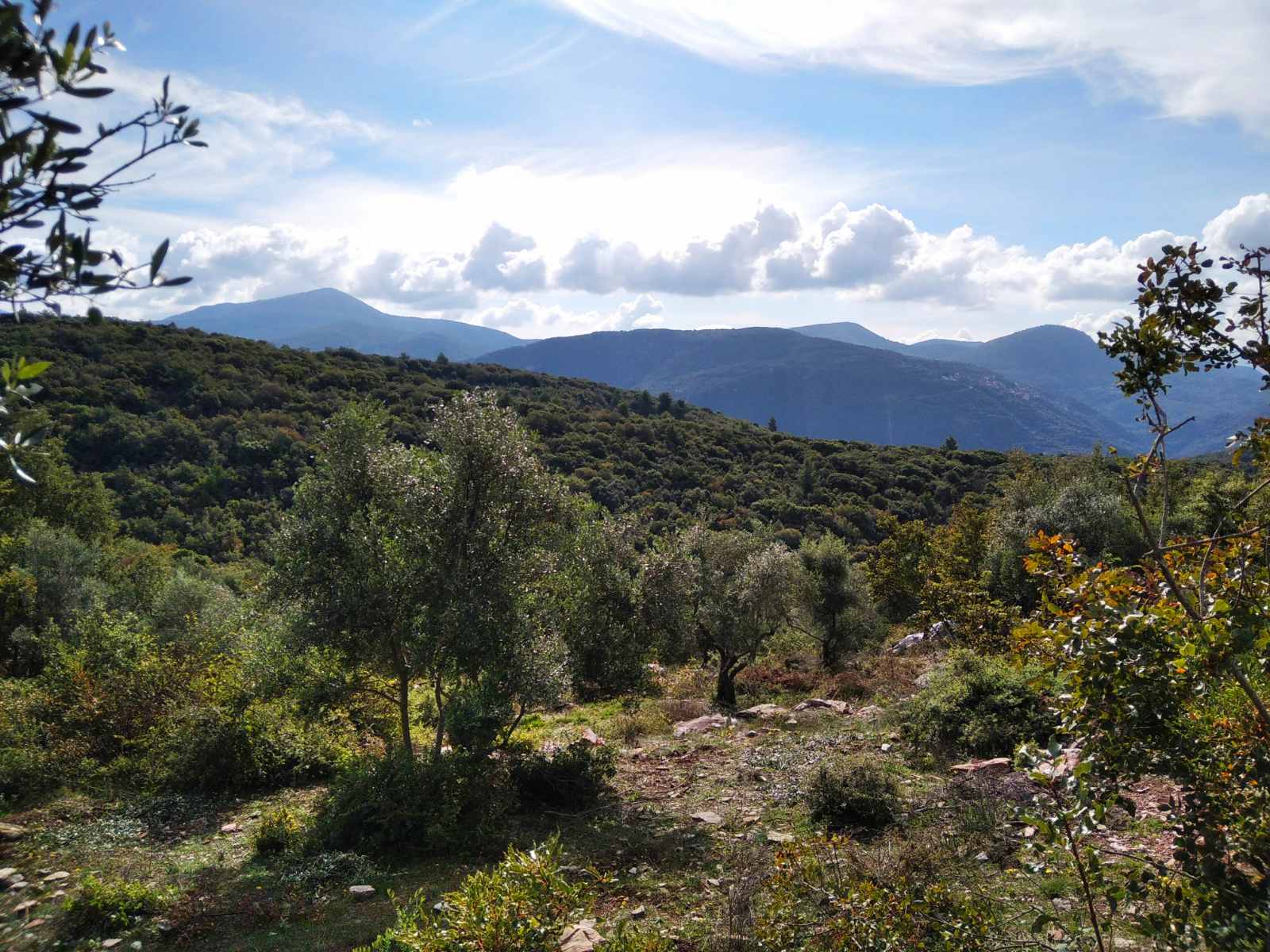 High altitude Olive grove
